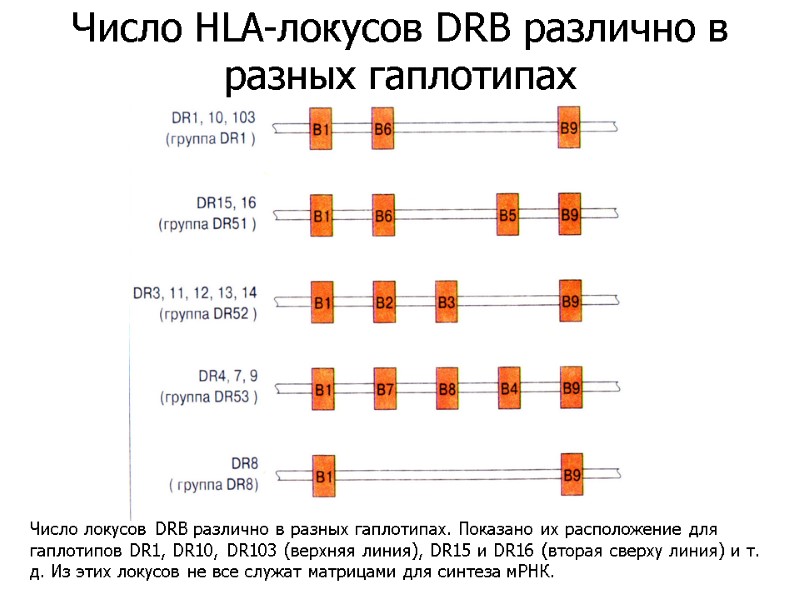 Число локусов DRB различно в разных гаплотипах. Показано их расположение для гаплотипов DR1, DR10,
